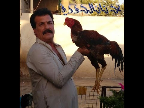 مجلة الابطال