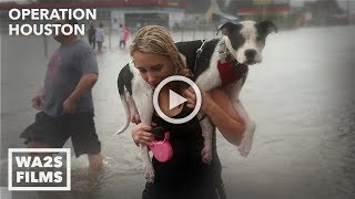 Houston SPCA Accused Of Killing Dogs After Hurricane Harvey - scene from RUFF LIFE Movie