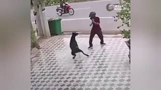Kung fu guy vs dogs