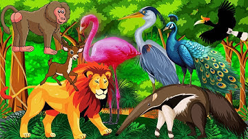 animal sounds audio | cute animal sounds video : baboon, anteater, hornbill, flamingo, heron sound
