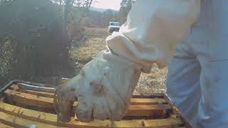 Empezamos en mi colmenar! Abejas, apicultura