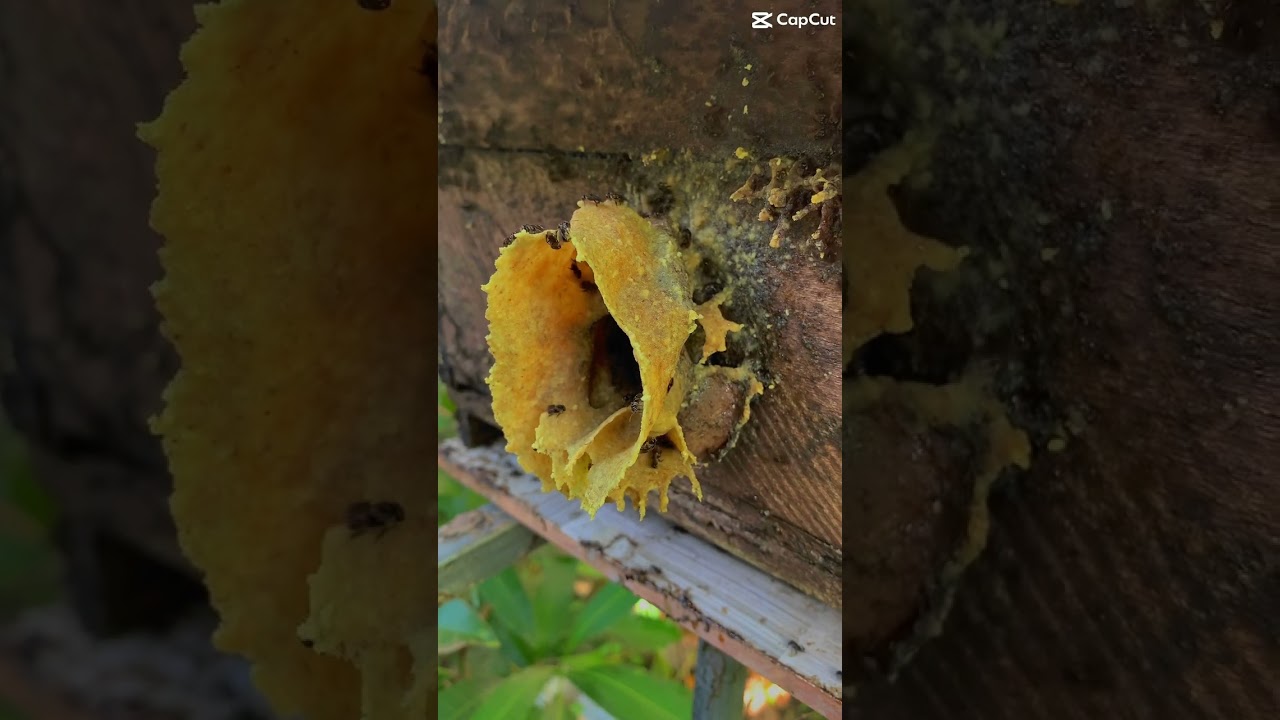 Bees! Honeybees! Stingless Bees! 