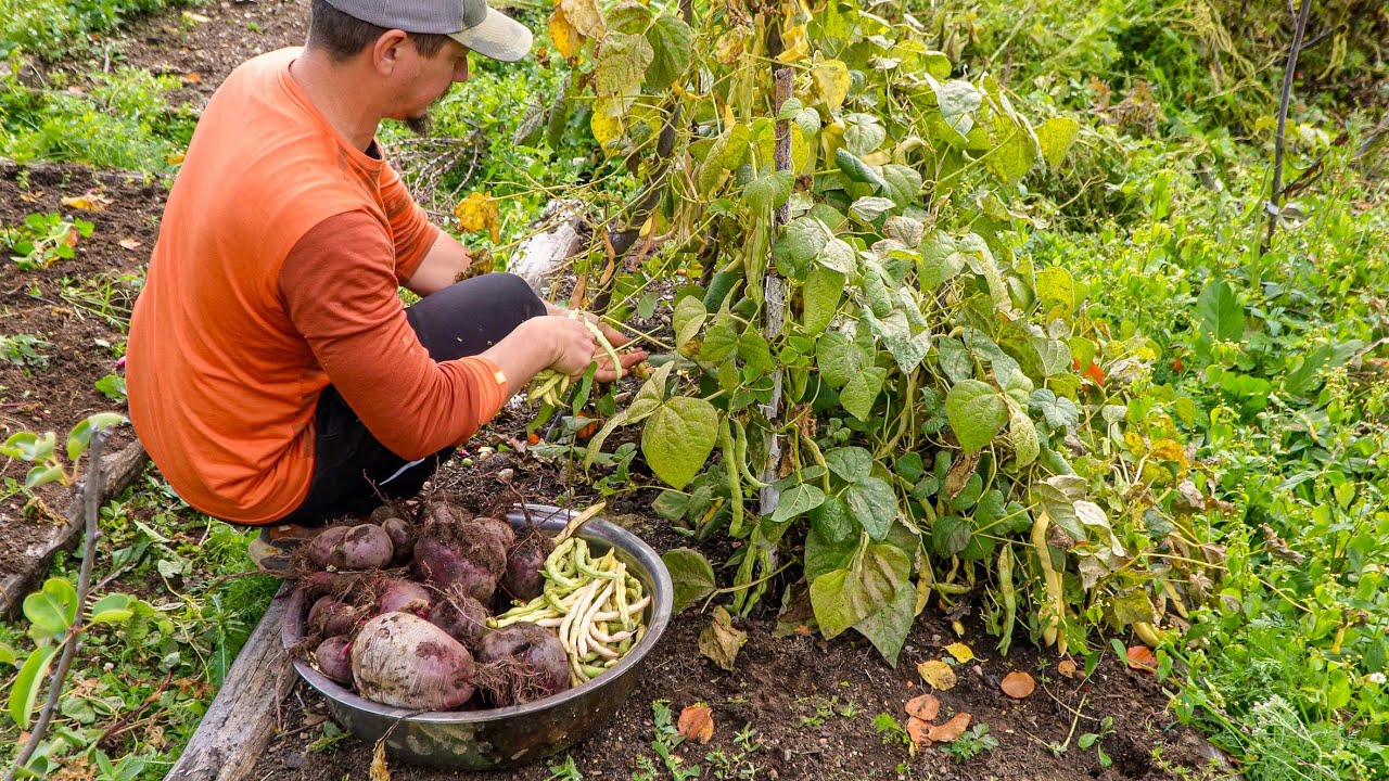 Sezonul 2025, Recolta de Legume Din Gradina - Ep341