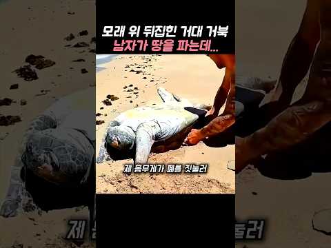 뙤약볕에 뒤집혀 죽어가던 거대 거북, 배에서 뛰어내린 남자가 파헤치기 시작하더니… thumbnail