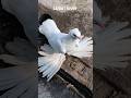 loton pigeon#pigeon #birds #viral #trending#fancy kabotar #fancy pigeon#kabutar#fancypigeon