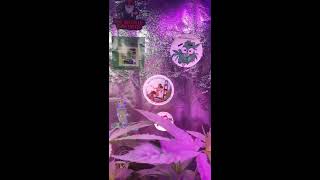 MOJO GREEN-GROW #BAYAREACANNABISSEEDS #TNBNATURALS Mail call Quick update on the veg tent #tnb