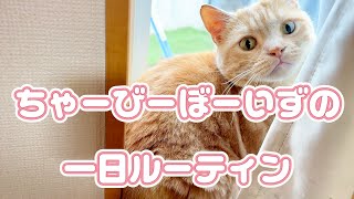 ちゃーびーぼーいずの一日ルーティンは平和すぎました！