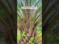 pruning pokok sawit🌴