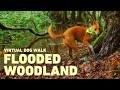 No ads dog tv for dogs to watch  virtual dog walk through woodland  relaxing nature sounds