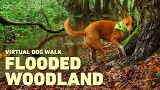 [NO ADS] Dog TV for Dogs to Watch 🐕 Virtual Dog Walk through Woodland 🌲 Relaxing Nature Sounds