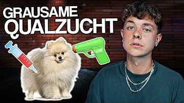 Welche Influencer haben einen Hund?