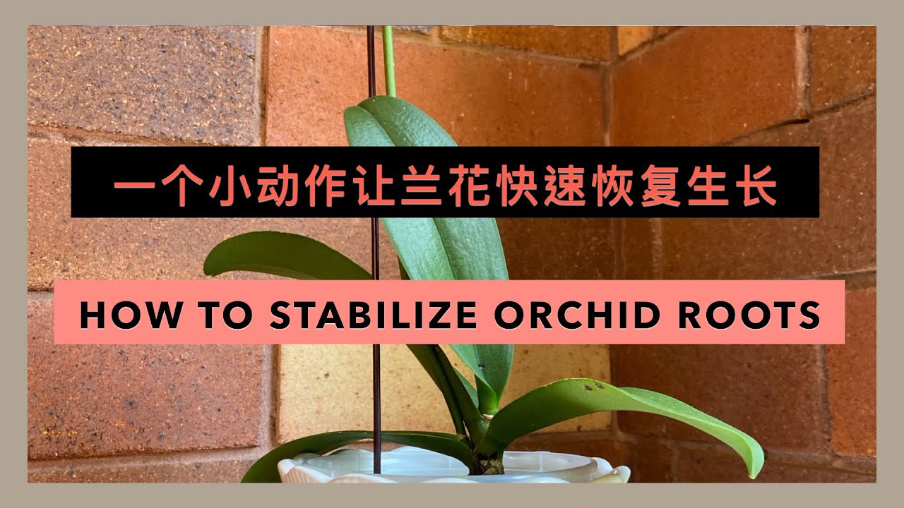 GS61 一个小动作让兰花快速恢复生长 how to stabilize orchid roots YouTube