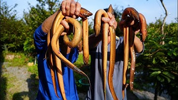 Cao thủ B.ẮT LƯƠN đã trở lại -Gió Xuân Thổi Tết Gần Kề -Lươn Đồng Rau Nhà Chờ Sẵn Thơm Làng Khói Quê