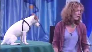 very smart dogmathemathical by Zula Cowley 22 views 8 years ago 3 minutes, 39 seconds