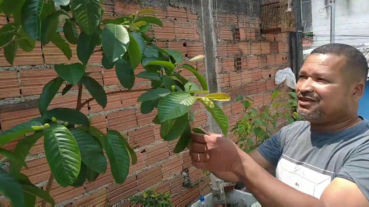 Veja o resultado impressionante dos meus enxertos!! Me surpreendeu