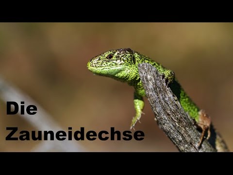 Eidechsen in Deutschland | Die Zauneidechse | Reptilien und Amphibien Folge 2