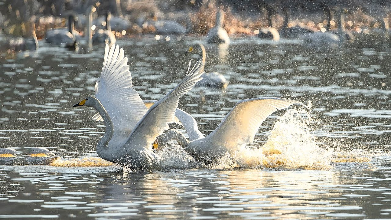 고니(백조의호수)