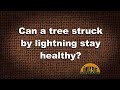 Q&amp;A – Can a tree struck by lightning survive?