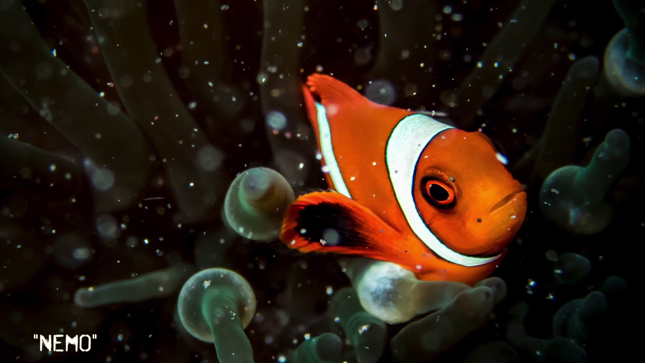 Muck Diving Lembeh November 2017