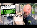 5 Signs Raccoons Are Living in Your Attic!