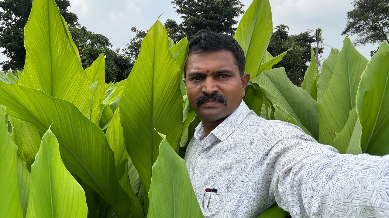 हळद नियोजन आणि प्रत्यक्ष पीक पाहणी