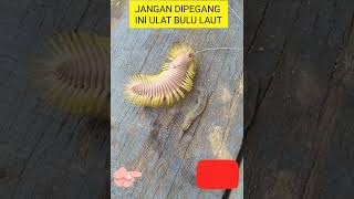 ULAT BULU BERBAHAYA,JANGAN DIPEGANG YA KAWAN-KAWAN #ULATBULULAUT #SEACATERPILAR #short