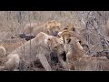 Lion Pride Attacks and Brings Down Cape Buffalo