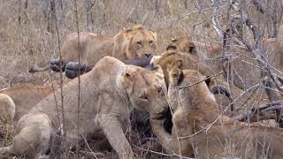 Lion Pride Attacks and Brings Down Cape Buffalo by WildLife Tales 5,232 views 3 years ago 7 minutes, 39 seconds