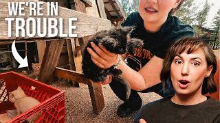Uh Oh...We Found Six Kittens At The Cabin! 😲