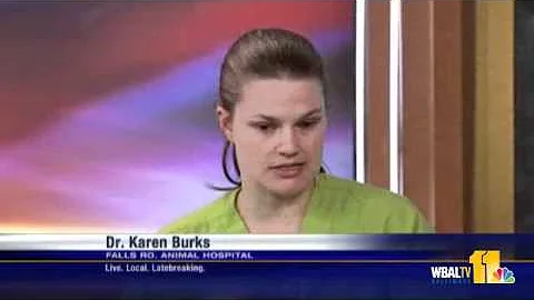 Dr. Karen Burks: Why Xylitol Is Toxic To Your Pets