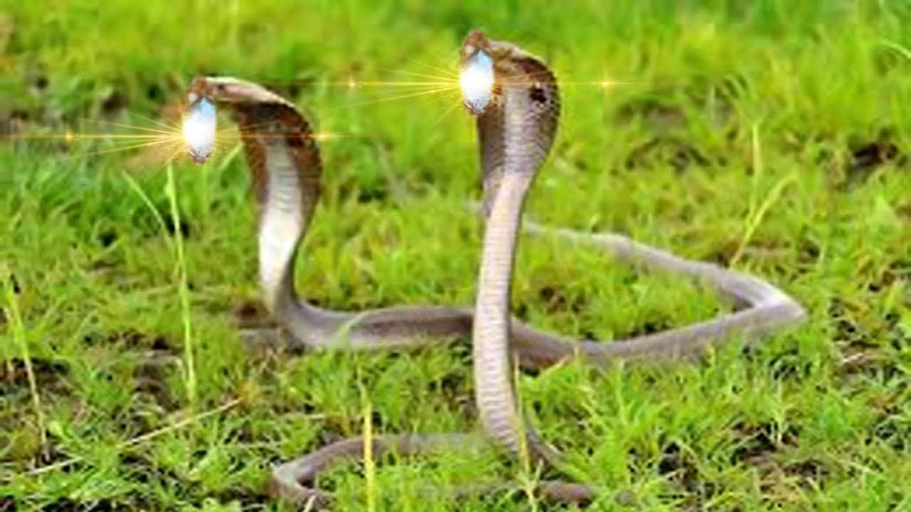 नागमणि लेकर जंगल की ओर क्यों भागे नाग नागिन  #naagkanya @laxaminarayan-japtapvratt7537