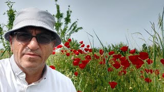 Selametler Kaleci̇k