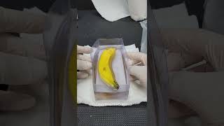 Eterrnizei minha Banana na Resina by IncrívelMente Curioso 3,618 views 1 month ago 1 minute, 11 seconds