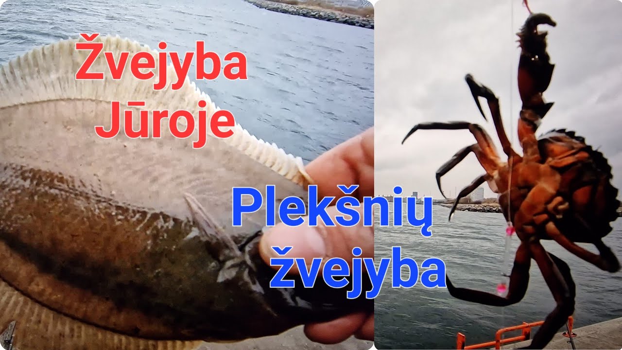 Plekšniu žvejyba...įvairūs kiti užkibimai (Krabai, Saidos, Silkės ) bjaurūs jūriniai sliekai🫣