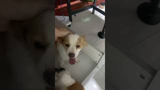 Full below  #puppy  #doglife  #dogsofinsta #dogstagram #kokonidog #ilovepuppuy