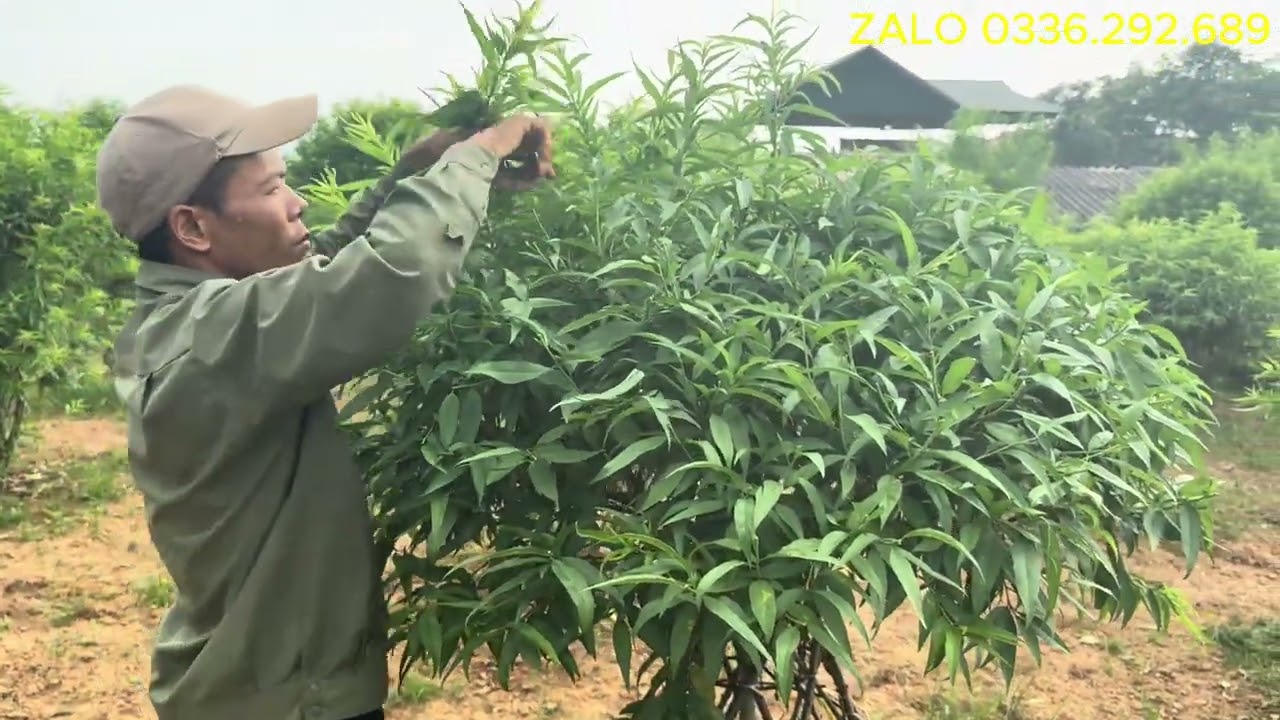 Chốt Dăm Lần cuối cho ĐÀO TẾT (giống hoa bích kép) 6/7/2024 âm lịch.