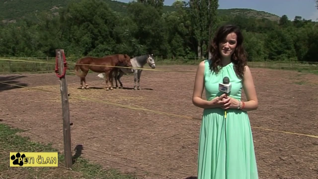 Peti Član - Bišon & Zoo Planet