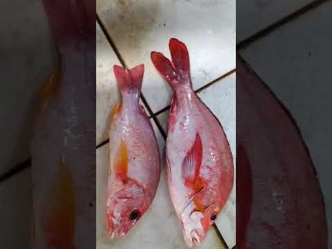 Perbedaan Nila Dan Kakap