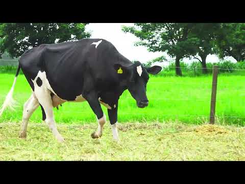 LOTE 58 RICCA DAFNE 6870 RUBELS