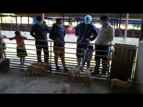 lumbini livestock bangur farm rupandehi