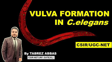 VULVA FORMATION IN C. ELEGANS || UNIT-5 DEVELOPMENT BIOLOGY || CSIR/UGC-NET, GATE(XL), MSC ||