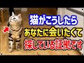 猫が飼い主さんを探す可愛すぎる行動