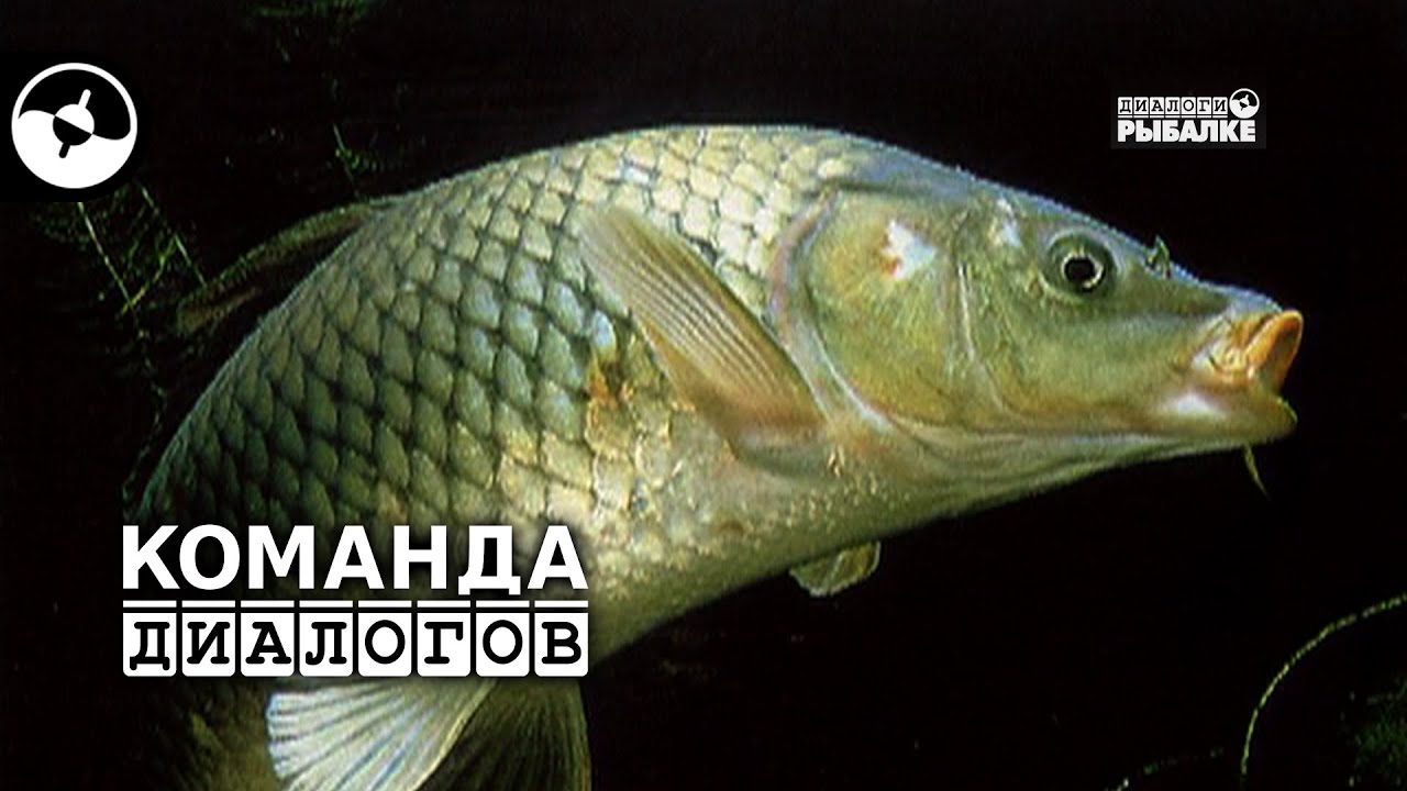Донка на волгу