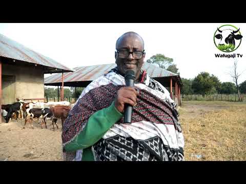 SHAMBA LA MFANO KWA WAFUGAJI MZEE SHAMBA KUBWA LONGIDO KISIMA CHA MAARIFA YA MIFUGO