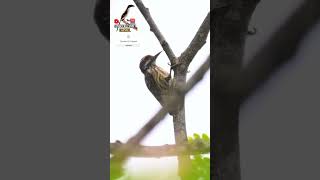 Cendet Vs Pelatuk senikicaucendet birds cendet kicaumania cendetmania nature masteranburung