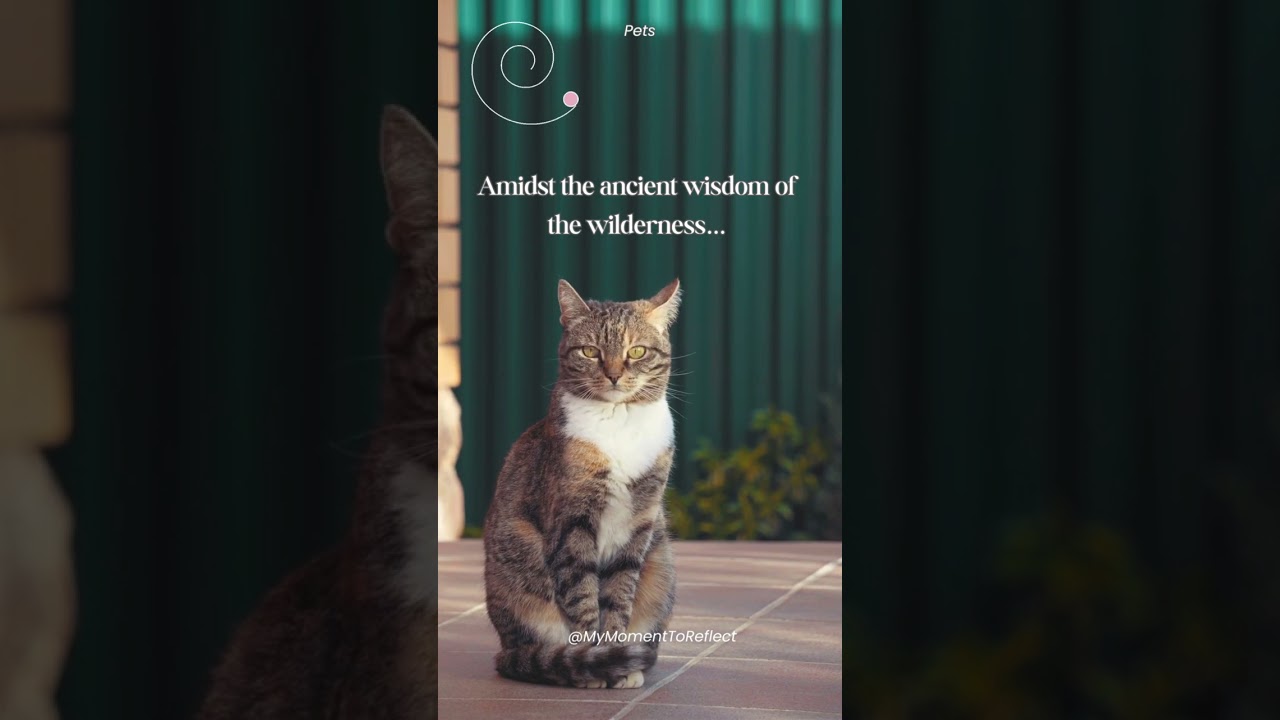 Animal reflections, wisdom and spirit, 