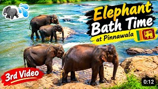 🐘💦 Elephant Bath Time at Pinnawala 🇱🇰 3rd Video