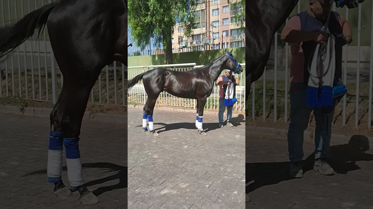 Destino Secreto hijo de Good Samaritan llegando a la Troya