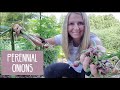 Egyptian Walking Onions | A MUST Have for Every Garden | Perennial Food Source