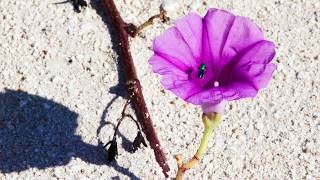 April Wine - Like a Lover, Like a Song (with Lyrics)